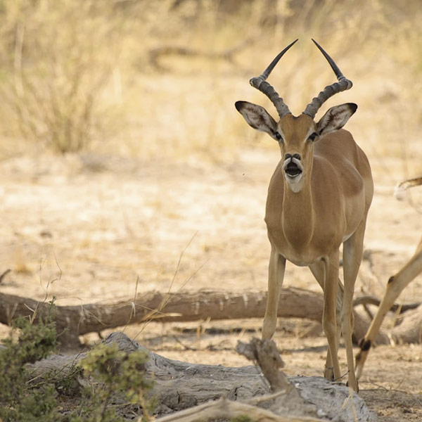 Stunning African wilderness conservation bird