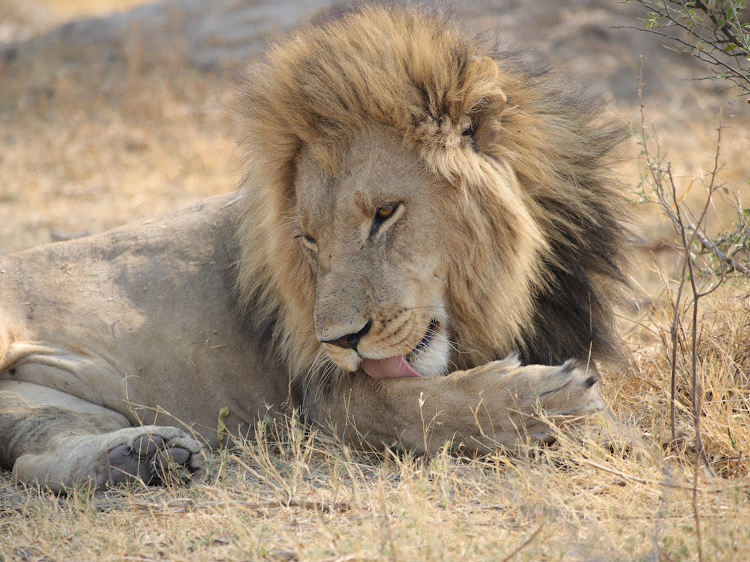 Safari game drive tracking in Moremi